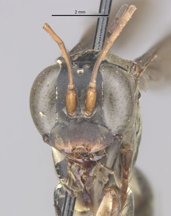 Media type: image;   Entomology 26703 Aspect: head frontal view